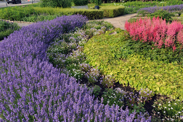 Helsingr park with purple flowers
