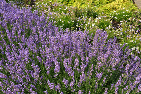 Helsingr park with purple flowers