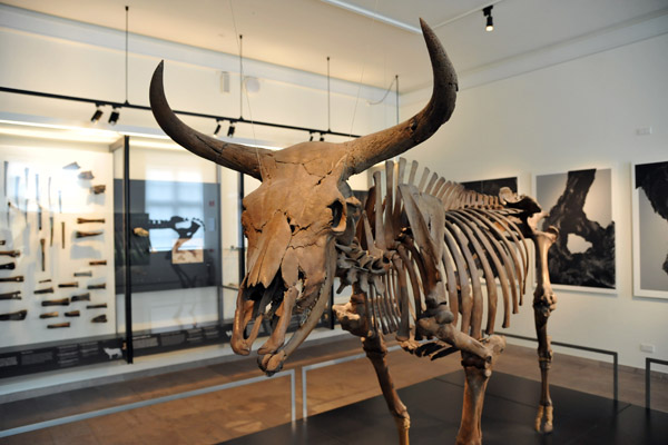 Aurochs skeleton, wester Zealand (Vig), 8600 BC