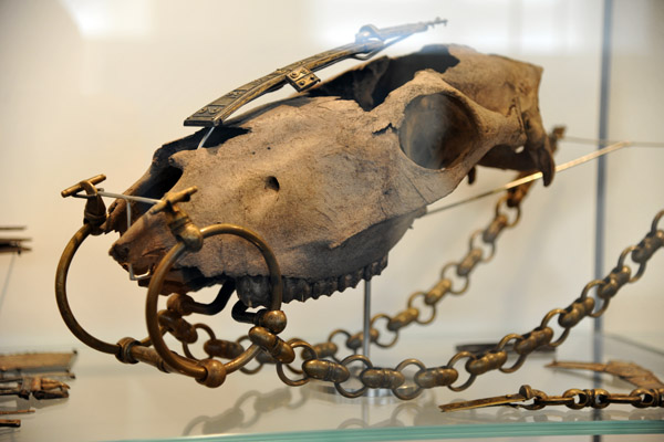 Horse skull with bridle