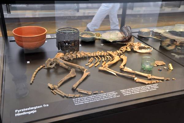 Skeleton of a dog from a burial