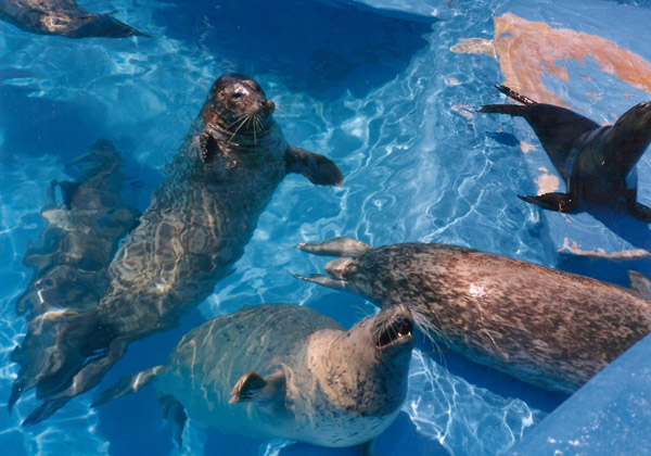 Sea World, Orlando - Seals