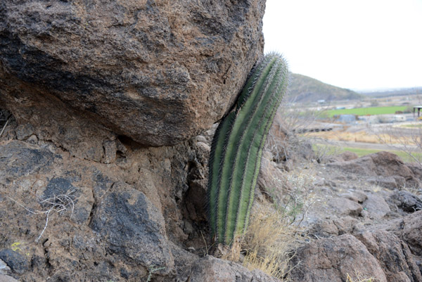 AZ Jan13 0573.jpg