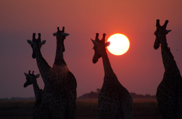 Giraffe sunset at Chobe National Park, Botswana