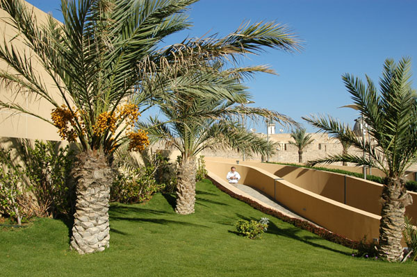 Palm trees in Tripoli