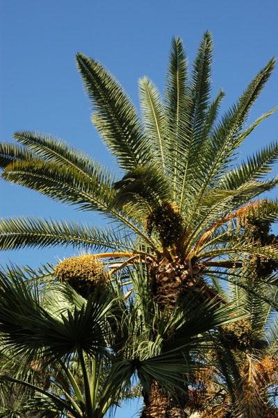 Green Square, Tripoli