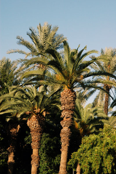 Palms in Tripoli