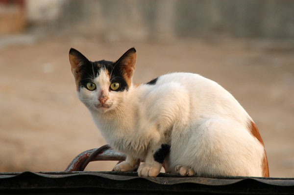Medina kitty