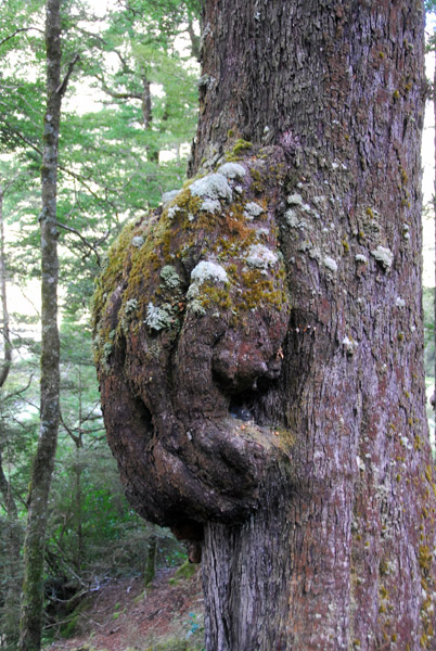Growth on a tree, Fiordland