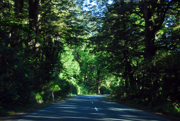 Milford Road passing through a forested area, Fiordland National Park