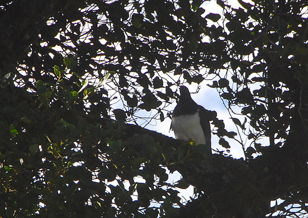 A Kereru (wood pigeon)  in the wild, Hollyford