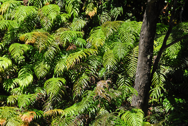 Ferns, Milford Sound