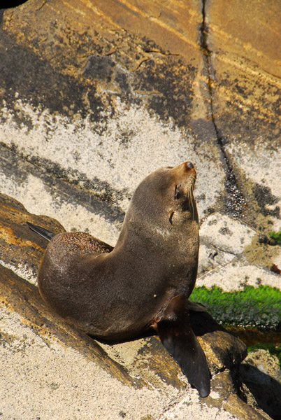 Basking seal, Milford Sound