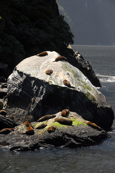 Seal rocks, Milford Sound