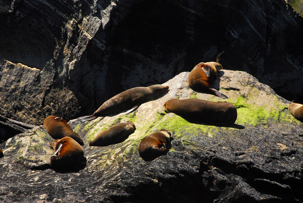 Seal rocks, Milford Sound