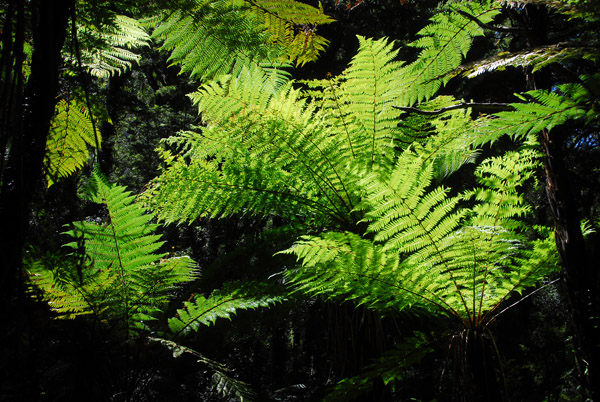 Ferns in the light, Milford Sound