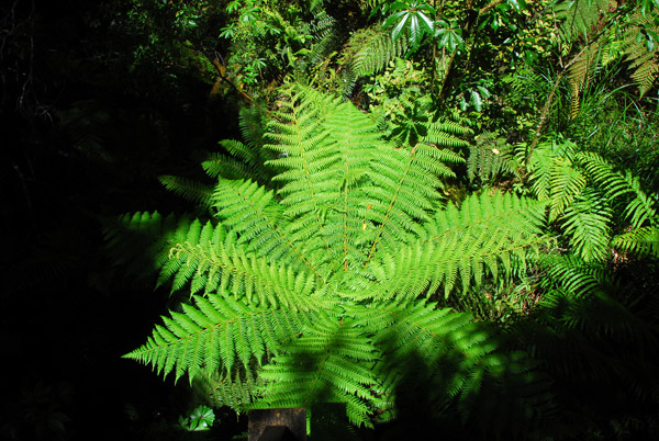 Ferns, Fiordland National Park