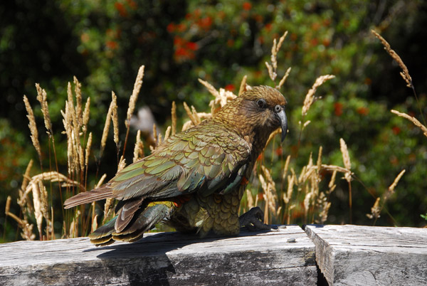 Kea - New Zealand's mountain parrot