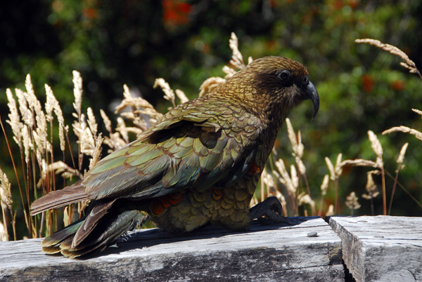 Kea, Fiordland