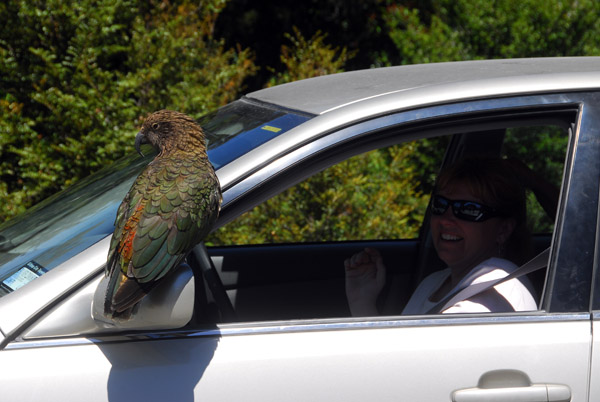 Cheeky Bird