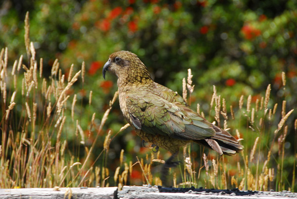 Kea, Fiordland