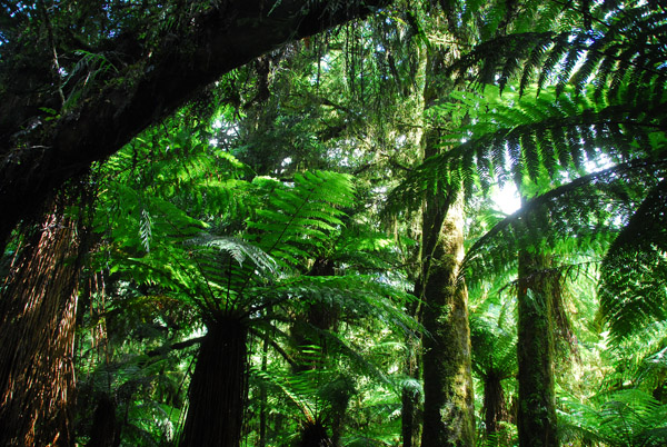 Tree fern forest, Roaring Billy trail