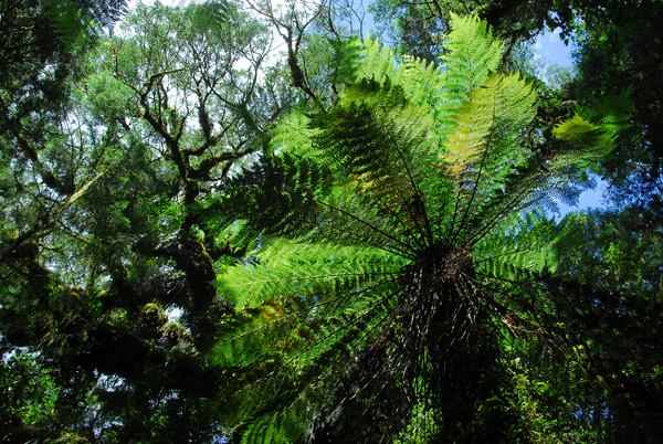 Tree fern, Roaring Billy trail