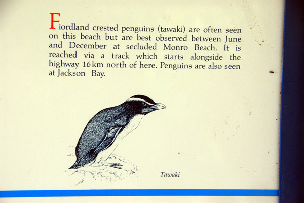 Fiordland Crested Penguins best seen at Monro Beach Jun-Dec