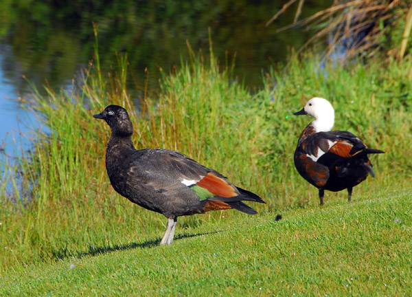 Paradise Duck (Tadorna varigata)