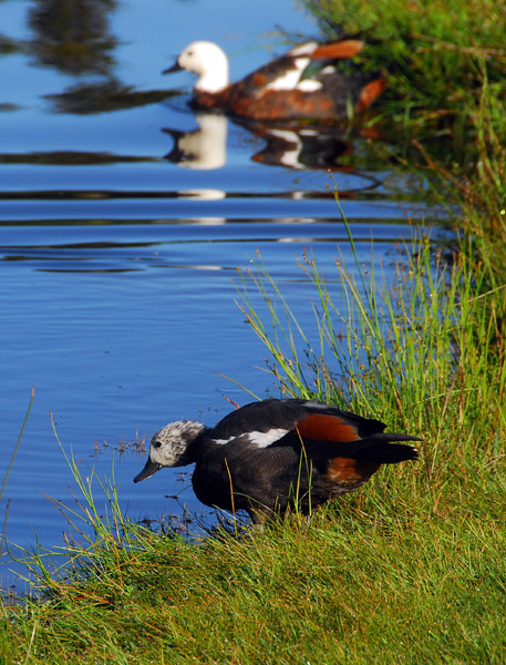 Paradise Duck (Tadorna varigata)