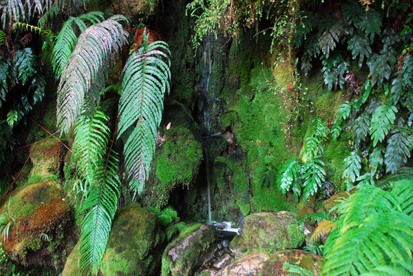 Ferns, Lake Matheson trail