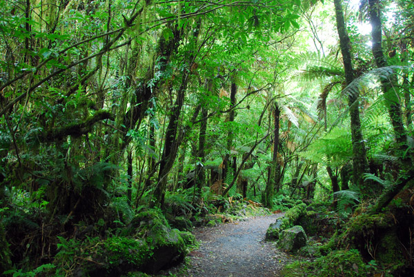 Short hike to a viewpoint, Westland National Park