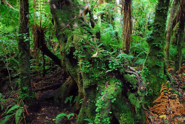 Forest hike to Fox Glacier viewpoint