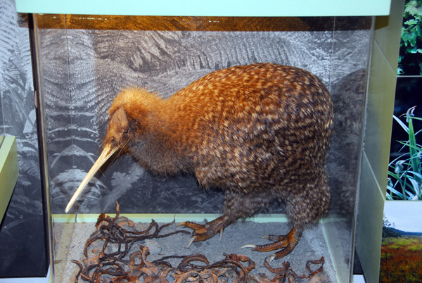 Kiwi, Franz Josef Visitor's Centre