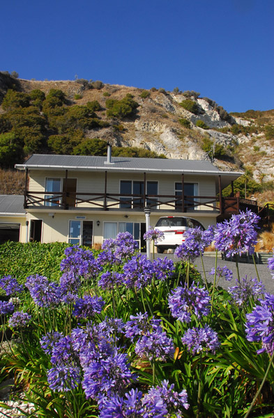 Flowers in front of the Admiral Court Motel, Kaikoura