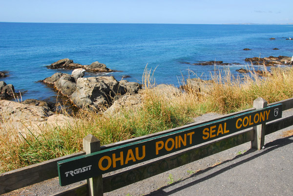 Ohau Point Seal Colony