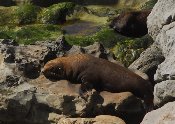 New Zealand Fur Seal (Arctocephalus forsteri) Ohau Point