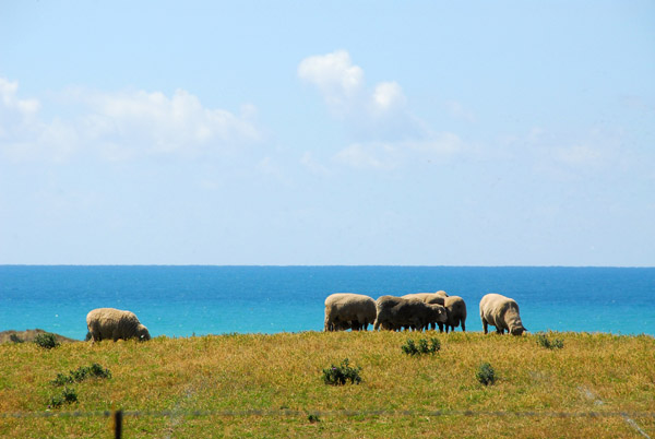 Sheep with a view, Wharanui