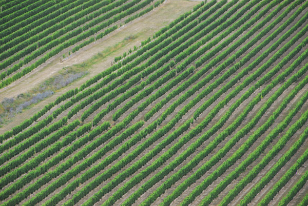 Marlborough vineyards