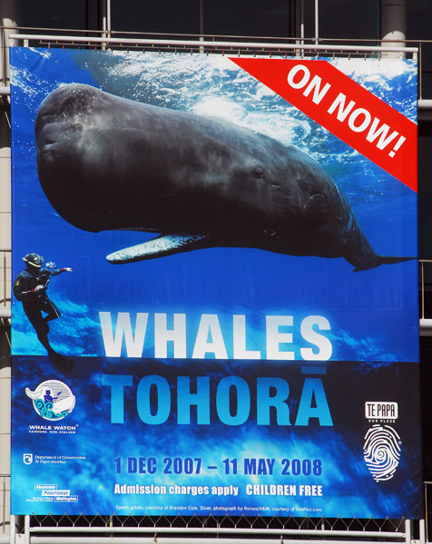 Whales temporary exhibition, Te Papa