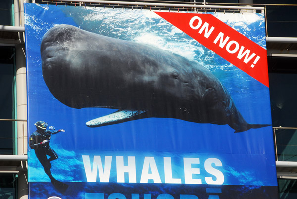 Amazing shot for the promotional poster for the Whales exhibition