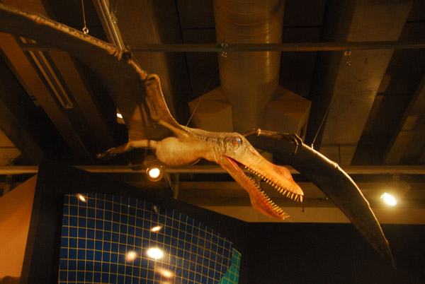 Te Papa - Pterosaur Anhanguera