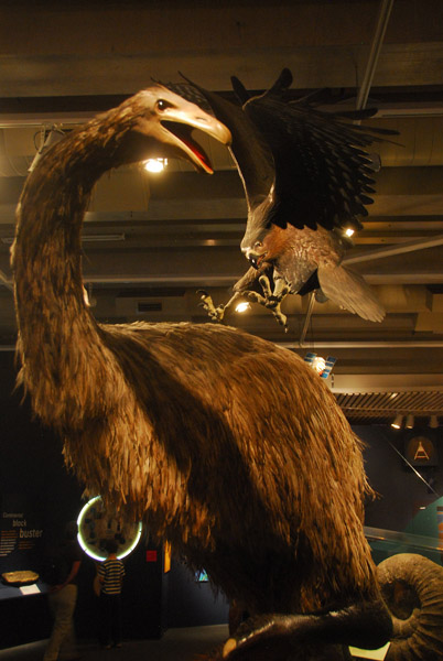 Te Papa - giant moa attacked by giant eagle