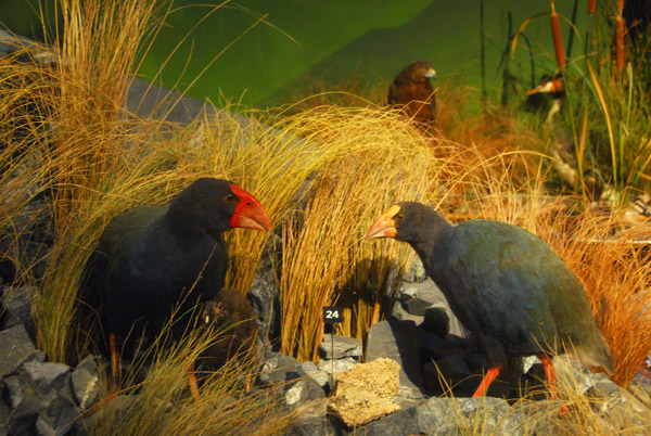 Te Papa - Takahe (Porphyrio mantelli)