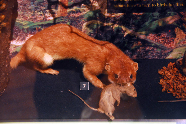 The Stoat, introduced to NZ to control rodents has helpted devastate native wildlife