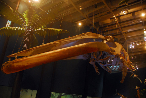 Te Papa - whale skeleton