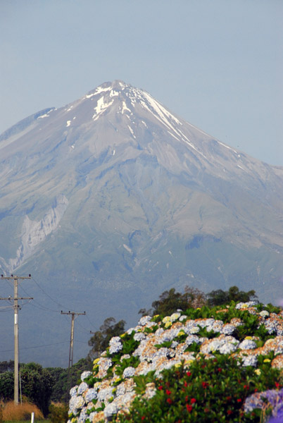 Flowers with Mt Taranaki