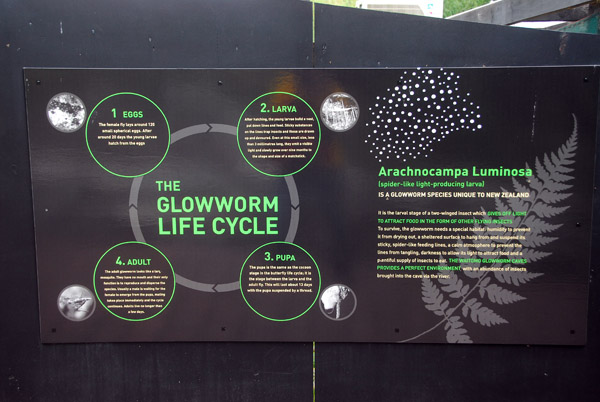 Live cycle of the glowworm
