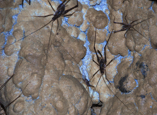 Cave crickets, Aranui Cave, Waitomo