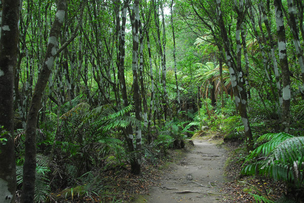 Trail through the forest, Orakei Korako - the Hidden Valley